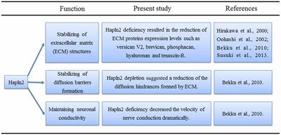 Hapln2 in Neurological Diseases and Its Potential as Therapeutic Target